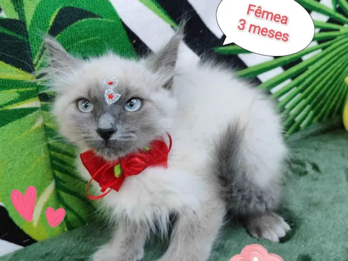 Gato raça SRD-ViraLata idade 2 a 6 meses nome Jude