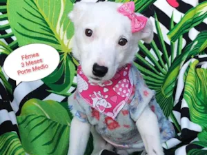 Cachorro raça SRD-ViraLata idade 2 a 6 meses nome Lilo