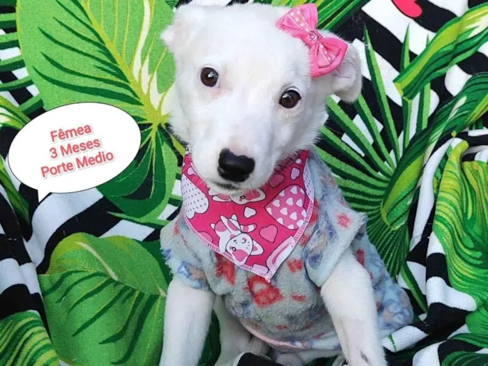 Cachorro raça SRD-ViraLata idade 2 a 6 meses nome Lilo