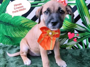 Cachorro raça SRD-ViraLata idade 2 a 6 meses nome Taty