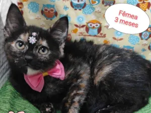 Gato raça SRD-ViraLata idade 2 a 6 meses nome Florzinha 