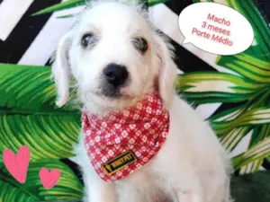 Cachorro raça SRD-ViraLata idade 2 a 6 meses nome Pinguim 