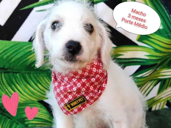 Cachorro raça SRD-ViraLata idade 2 a 6 meses nome Pinguim 