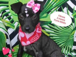 Cachorro raça SRD-ViraLata idade 2 a 6 meses nome Ayla