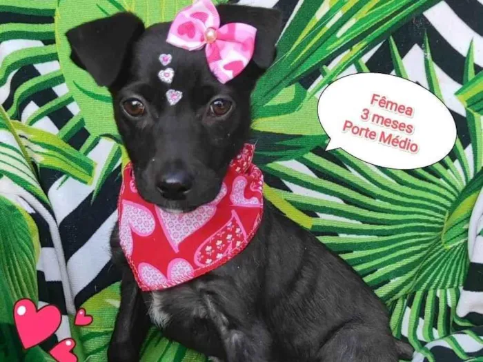 Cachorro raça SRD-ViraLata idade 2 a 6 meses nome Ayla