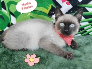 Gato raça SRD-ViraLata idade 2 a 6 meses nome Thy
