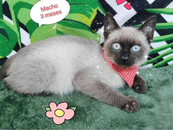 Gato raça SRD-ViraLata idade 2 a 6 meses nome Thy