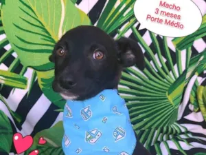 Cachorro raça SRD-ViraLata idade 2 a 6 meses nome Tigor