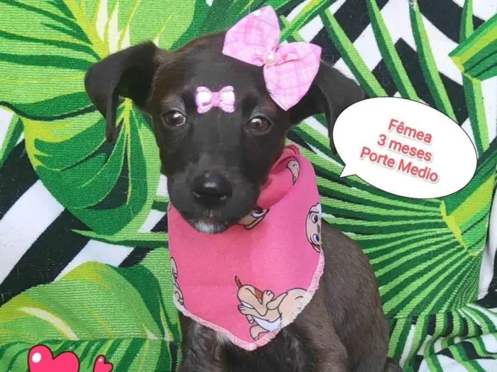 Cachorro raça SRD-ViraLata idade 2 a 6 meses nome Lary