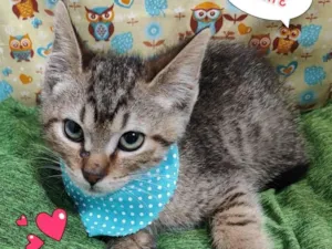 Gato raça SRD-ViraLata idade 2 a 6 meses nome Yago