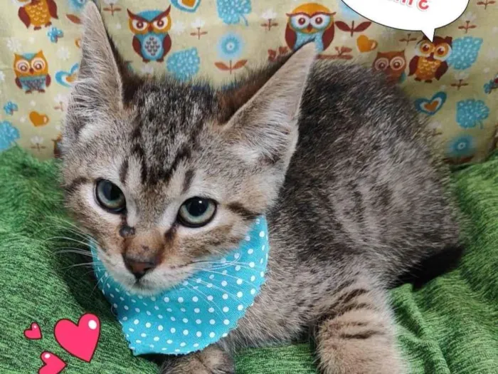 Gato raça SRD-ViraLata idade 2 a 6 meses nome Yago