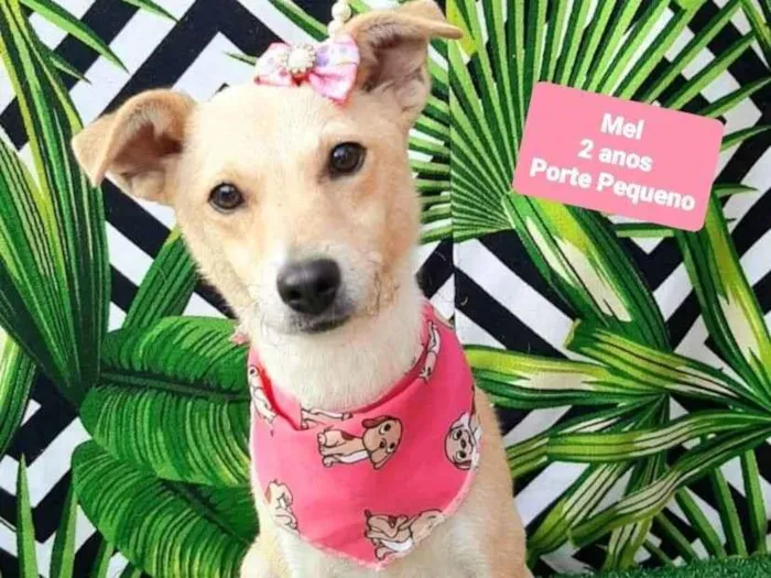 Cachorro raça SRD-ViraLata idade 2 anos nome Mel
