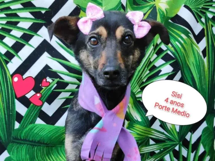 Cachorro raça SRD-ViraLata idade 4 anos nome Sisi