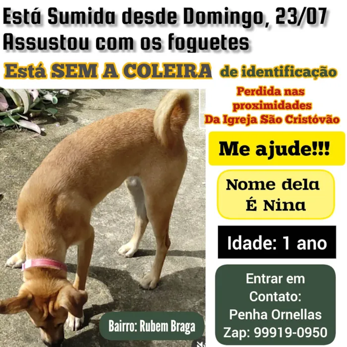 Cachorro ra a Viralata idade 1 ano nome NINA