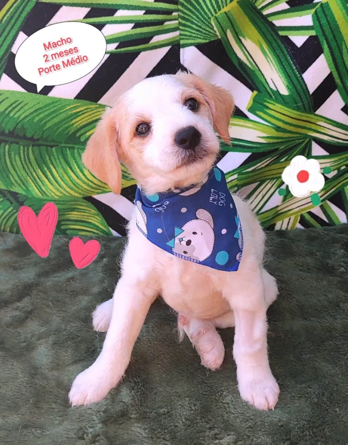 Cachorro raça  idade 2 a 6 meses nome Lucas