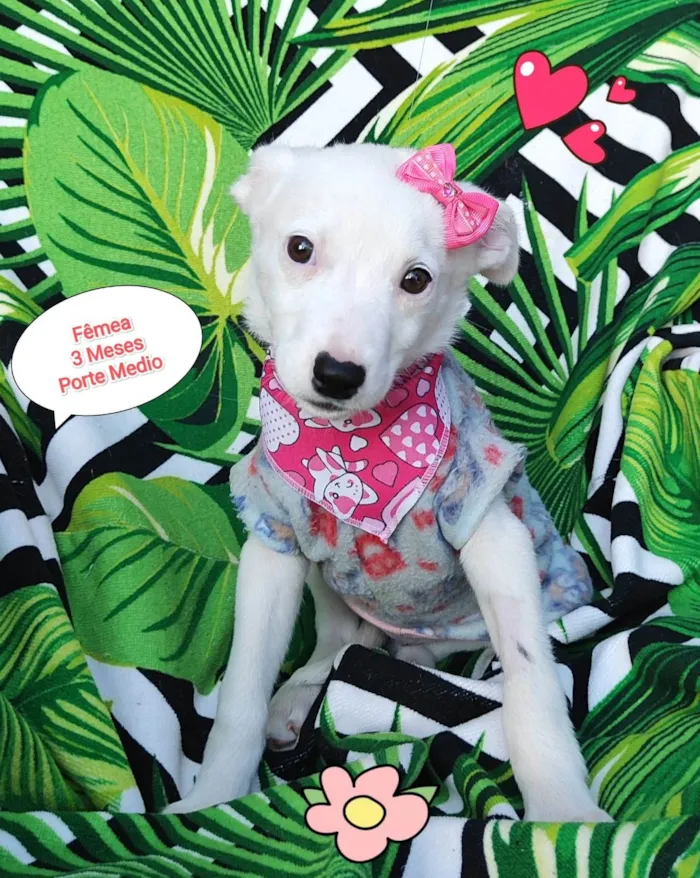 Cachorro raça  idade 2 a 6 meses nome Lilo