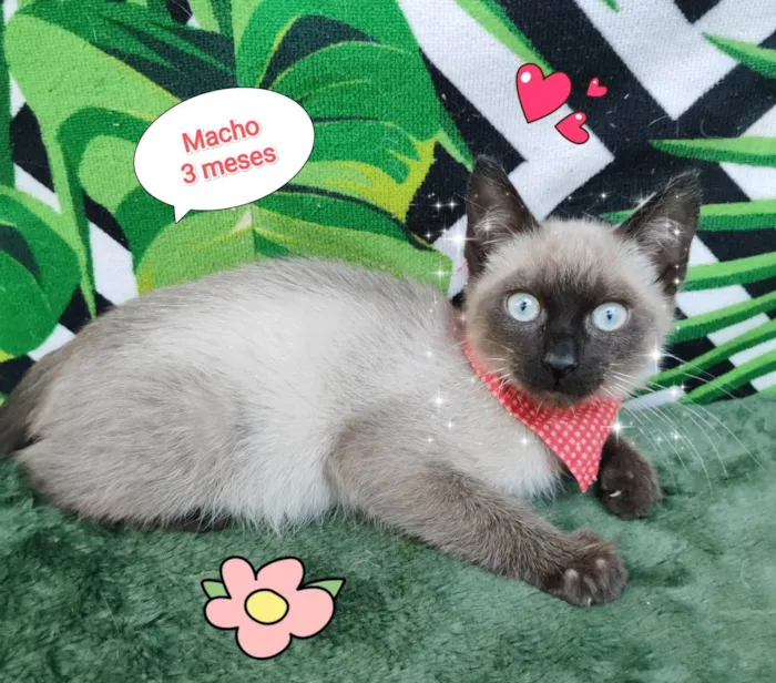 Gato raça  idade 2 a 6 meses nome Thy