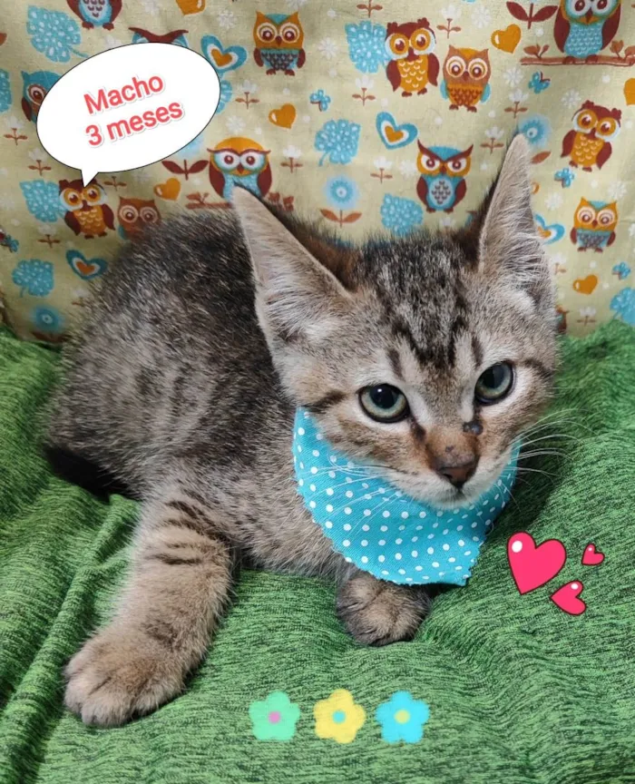 Gato raça  idade 2 a 6 meses nome Yago