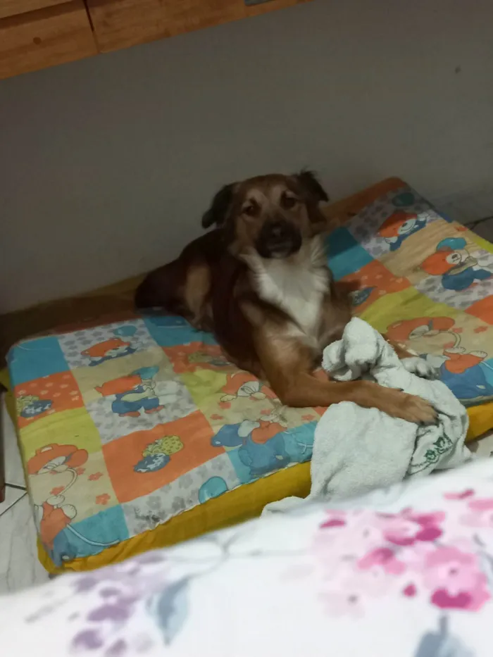 Cachorro ra a SR idade 2 anos nome Meg vitória 