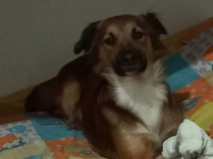 Cachorro ra a SR idade 2 anos nome Meg vitória 