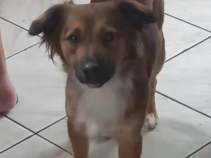 Cachorro raça SR idade 2 anos nome Meg vitória 