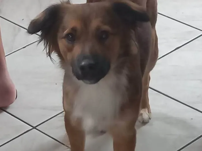 Cachorro ra a SR idade 2 anos nome Meg vitória 