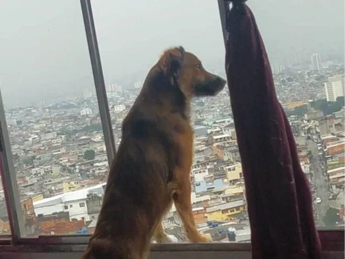 Cachorro ra a SR idade 2 anos nome Meg vitória 