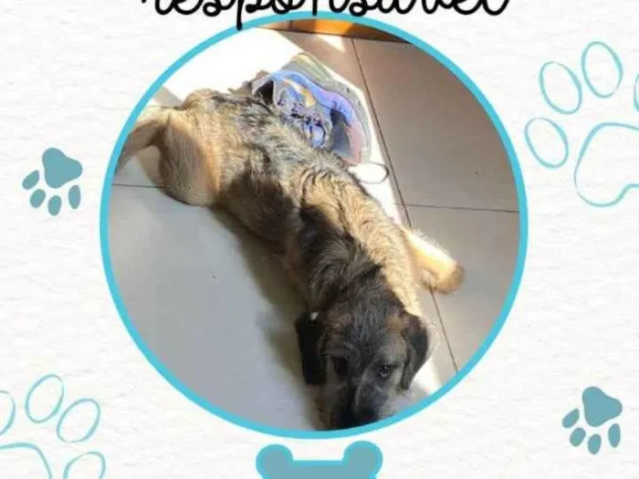 Cachorro ra a Não sei  idade 2 a 6 meses nome Spike