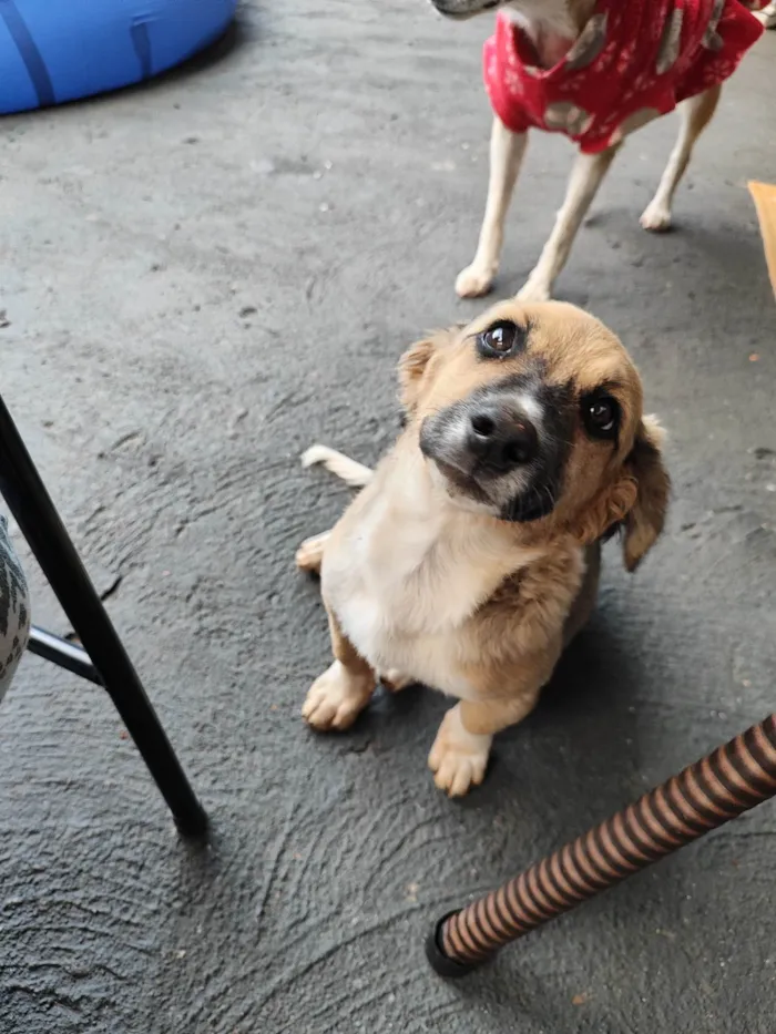 Cachorro ra a Vira latas  idade 2 a 6 meses nome Jade