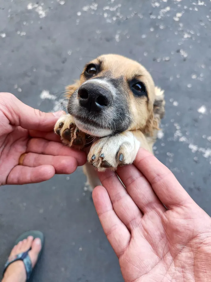 Cachorro ra a Vira latas  idade 2 a 6 meses nome Jade