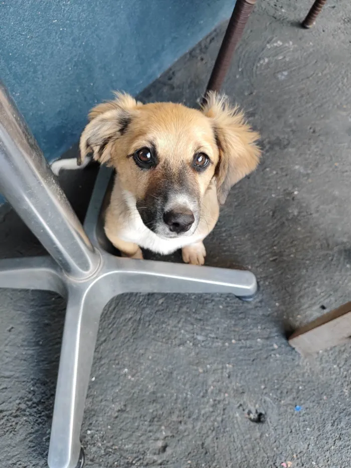 Cachorro ra a Vira latas  idade 2 a 6 meses nome Jade