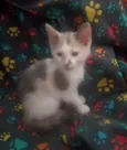 Maya