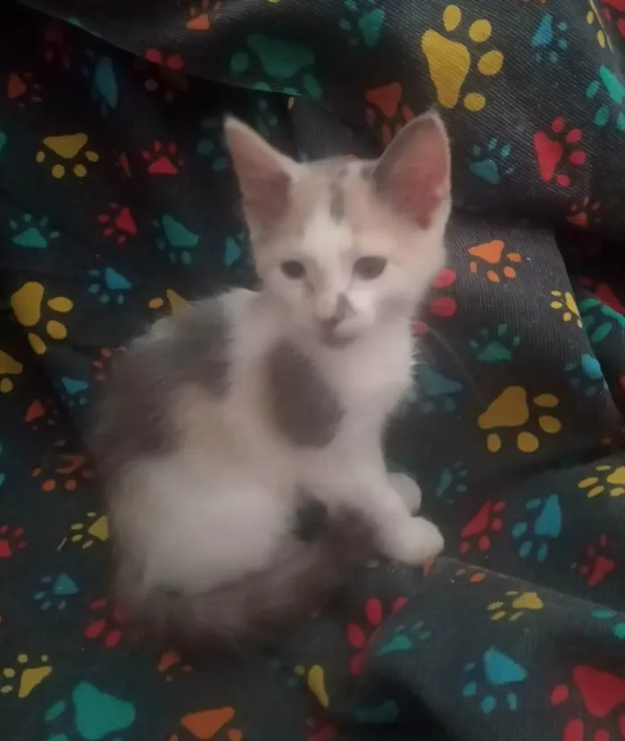 Gato ra a Srd idade Abaixo de 2 meses nome Maya