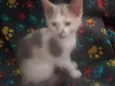 Maya