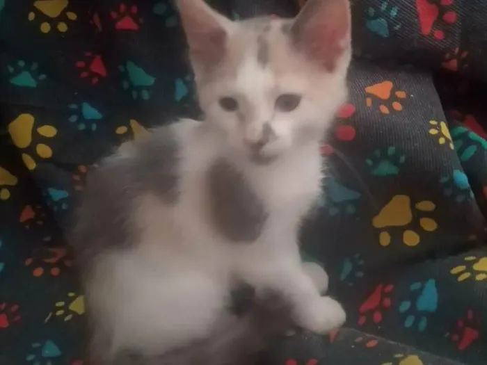 Gato ra a Srd idade Abaixo de 2 meses nome Maya