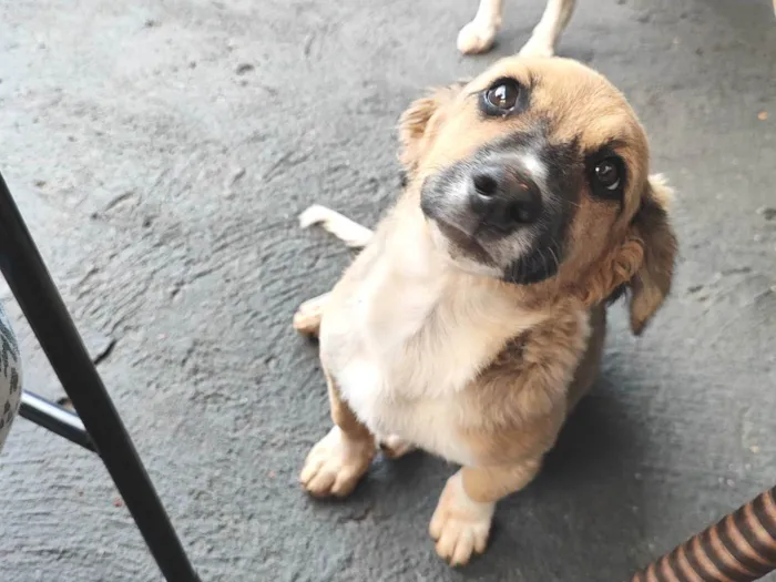 Cachorro ra a Vira latas  idade 2 a 6 meses nome Jade