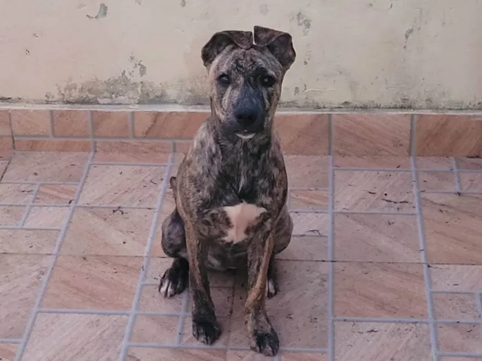 Cachorro ra a Pitbull com Vira lata idade 7 a 11 meses nome Kakau 