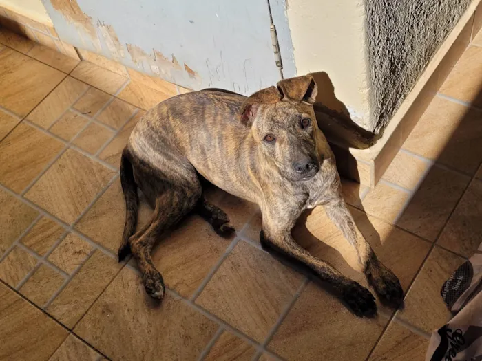 Cachorro ra a Pitbull com Vira lata idade 7 a 11 meses nome Kakau 