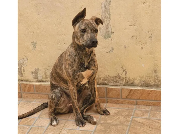 Cachorro ra a Pitbull com Vira lata idade 7 a 11 meses nome Kakau 
