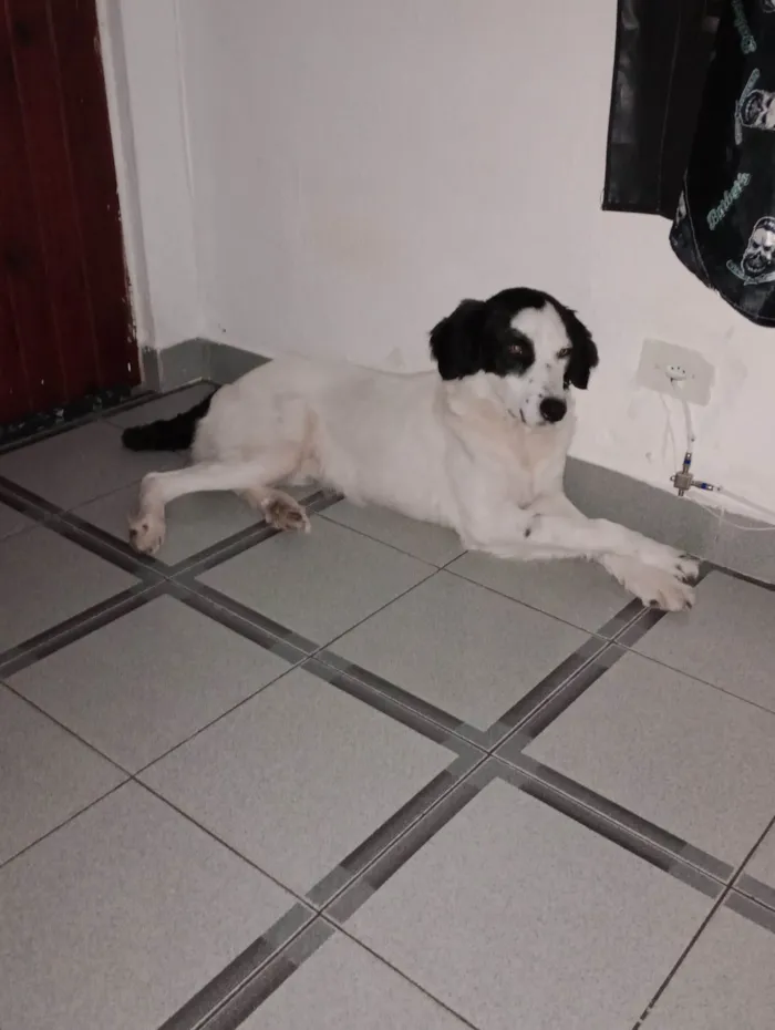 Cachorro ra a SRD-ViraLata idade 2 anos nome Dog 