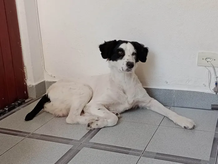 Cachorro ra a SRD-ViraLata idade 2 anos nome Dog 