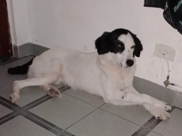 Cachorro ra a SRD-ViraLata idade 2 anos nome Dog 