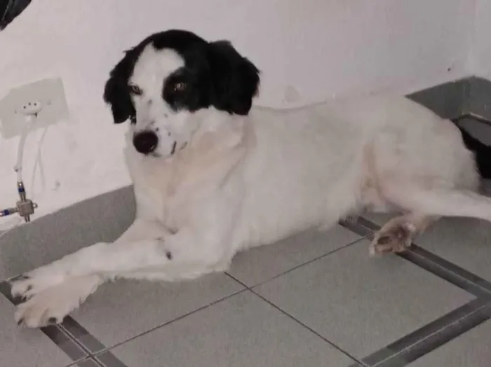 Cachorro ra a SRD-ViraLata idade 2 anos nome Dog 