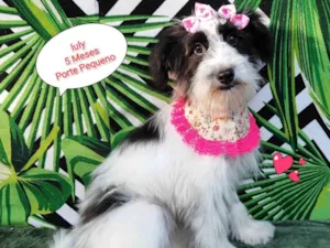 Cachorro raça  idade 2 a 6 meses nome Luly
