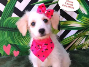 Cachorro raça  idade 2 a 6 meses nome Violeta