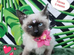 Gato raça  idade 2 a 6 meses nome Girassol