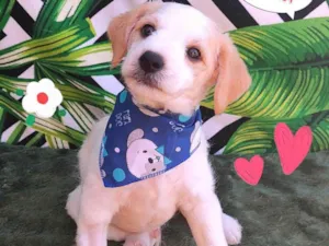 Cachorro raça  idade 2 a 6 meses nome Lucas