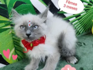 Gato raça  idade 2 a 6 meses nome Jude