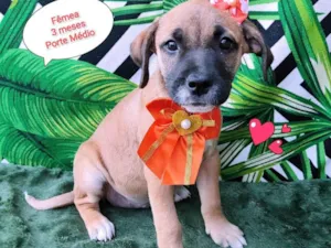 Cachorro raça  idade 2 a 6 meses nome Taty