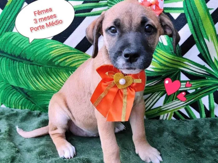 Cachorro raça  idade 2 a 6 meses nome Taty